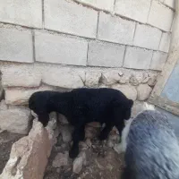 ۳ تا بره . لازم به شیر فروشی کسی خواست زنگ بزنه