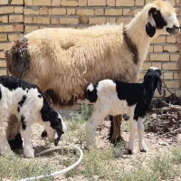 فروش میش بختیاری ۲بره ای