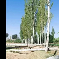 خریدار انواع چوب درخت