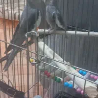 قفس کاسکو