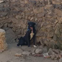 واگذاری طوله ماده سرابی