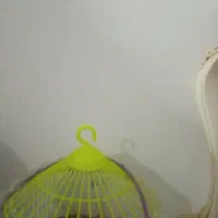 سهره قناری جوجه خ