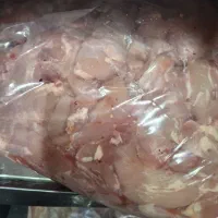 بچه فیله