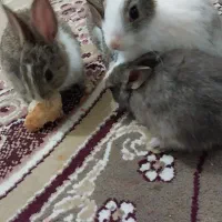 خرگوش|موش و خرگوش|گرگان, |دیوار