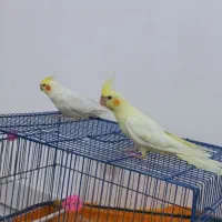 عروس هلندی طوطی برزیلی فنج