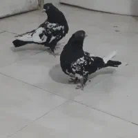 کبوتر|پرنده|چادگان, |دیوار
