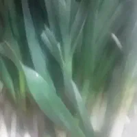 سبزی کوهی
