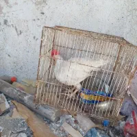 خروس گوشتی ۴ ماهه