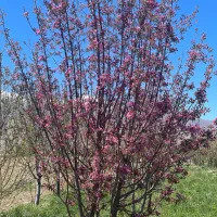 کارگربرای کار کشاورزی