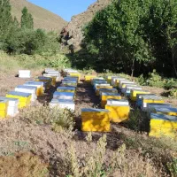 زنبور عسل