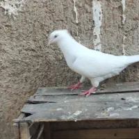 طوقی الماسی