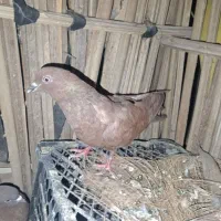 باسلام یگ عدد کفتر فروشی