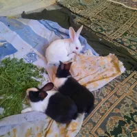 خرگوش|موش و خرگوش|اصفهان, ملک‌شهر|دیوار