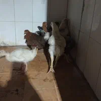 جوجه محلی و مرغ