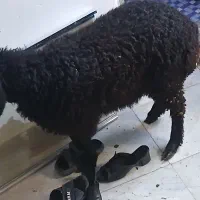 بره