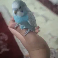 مرغ عشق