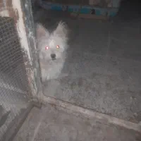 سگ میکس شیتزو پامر