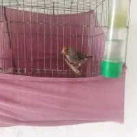 سهره قناری