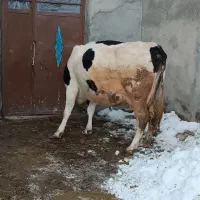 گاو شیری|حیوانات مزرعه|هشترود, |دیوار