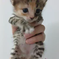 گربه