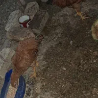 جوجه مرغ دم تخم