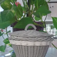 سبد‌میوه