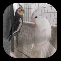 جفت عروس هلندی مولد