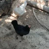 مرغ پاکر