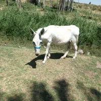 الاغ ماده گله باری درشت