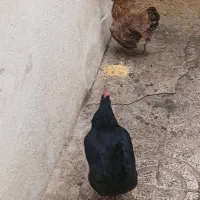 مرغ رسمی تخم گذار