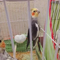 یک جفت عروس هلندی