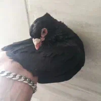 فروش سه عدد سیاه چشم و چنگ سفید