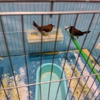 فنچ  بنگالی