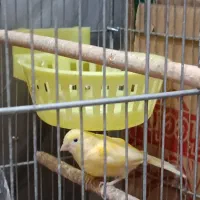 فروش قناری ماده  دونه ای 2میلیون