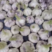 سیر تازه  اعلا اعلا درجه ۱ و درجه ۲ و درجه۳