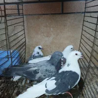 کبوتر