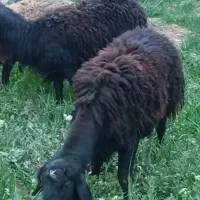 قوچ|حیوانات مزرعه|چناران, |دیوار