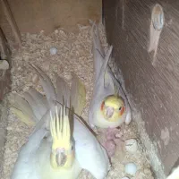 عروس هلندی مولد بندرکنگ