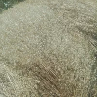 یونجه تر (قیمت مناسب)