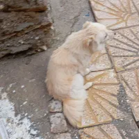 فروش بسیار فوری سگ پاکوتاه