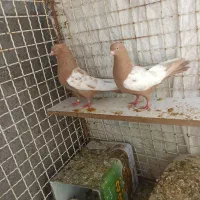 کبوتر