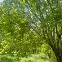 فروش-باغ-گردوی-بارده-در-تویسرکان-سنددار