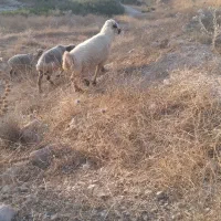 بره قوچ