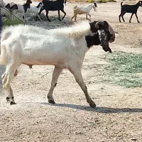بز نر|حیوانات مزرعه|خرمشهر, |دیوار