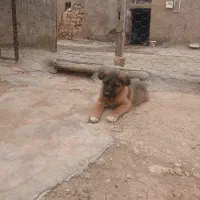 حیوانات