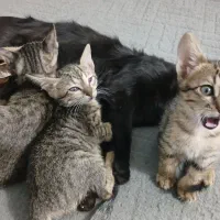 واگذاری رایگان گربه مادر و پنج بچه گربه