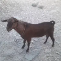 فروش کهره نر چاق خونگی
