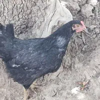 جوجه خروس ۷ ماهه