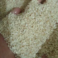 برنج ونیم دانه محلی