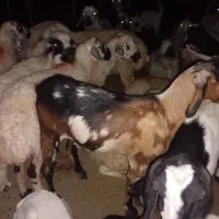 بزفروشی